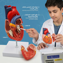 مجسمات