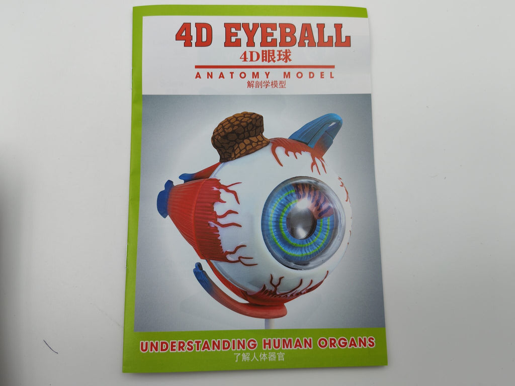 4D نموذج عين