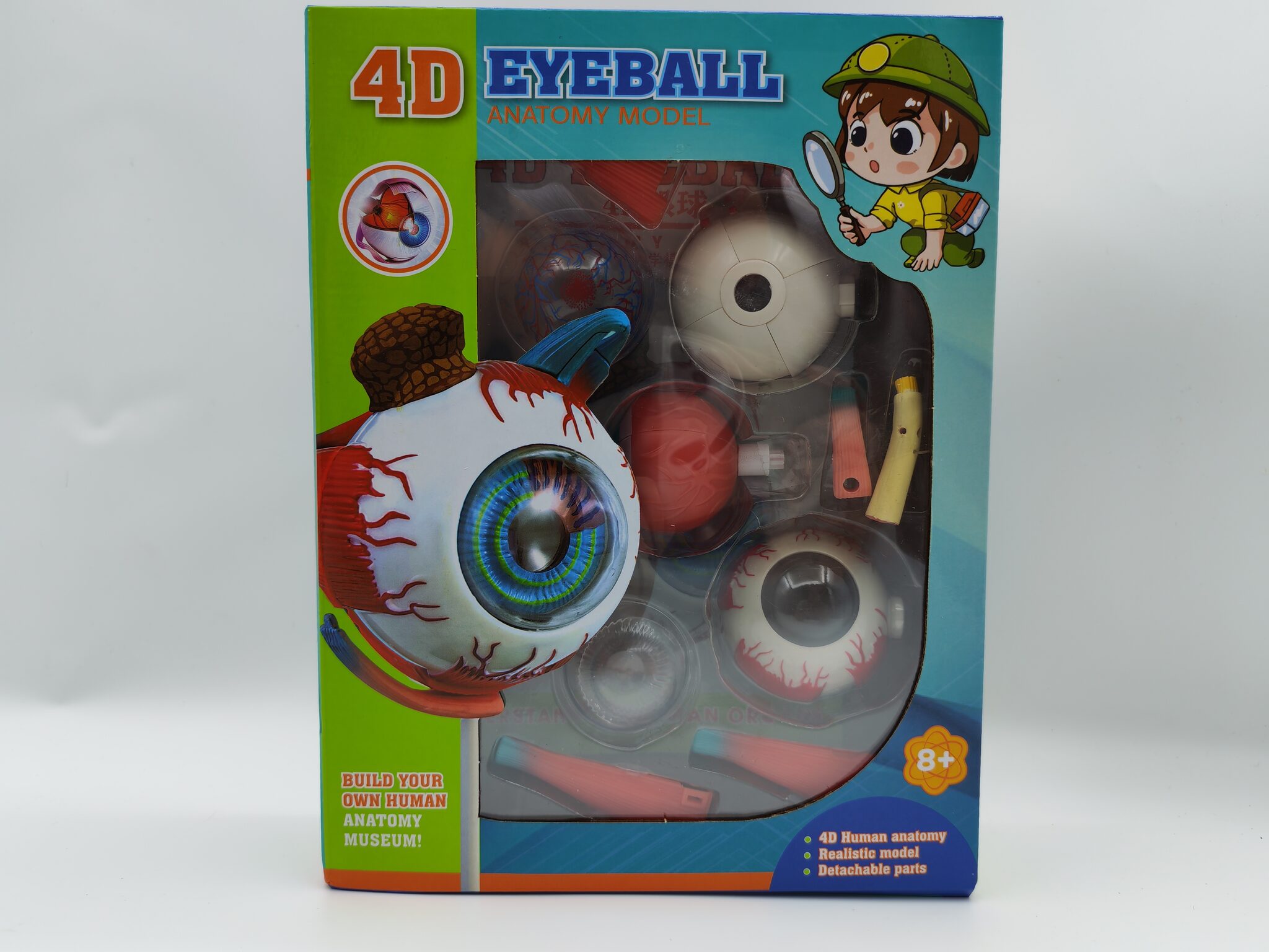 4D نموذج عين