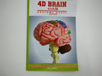 4D نموذج دماغ