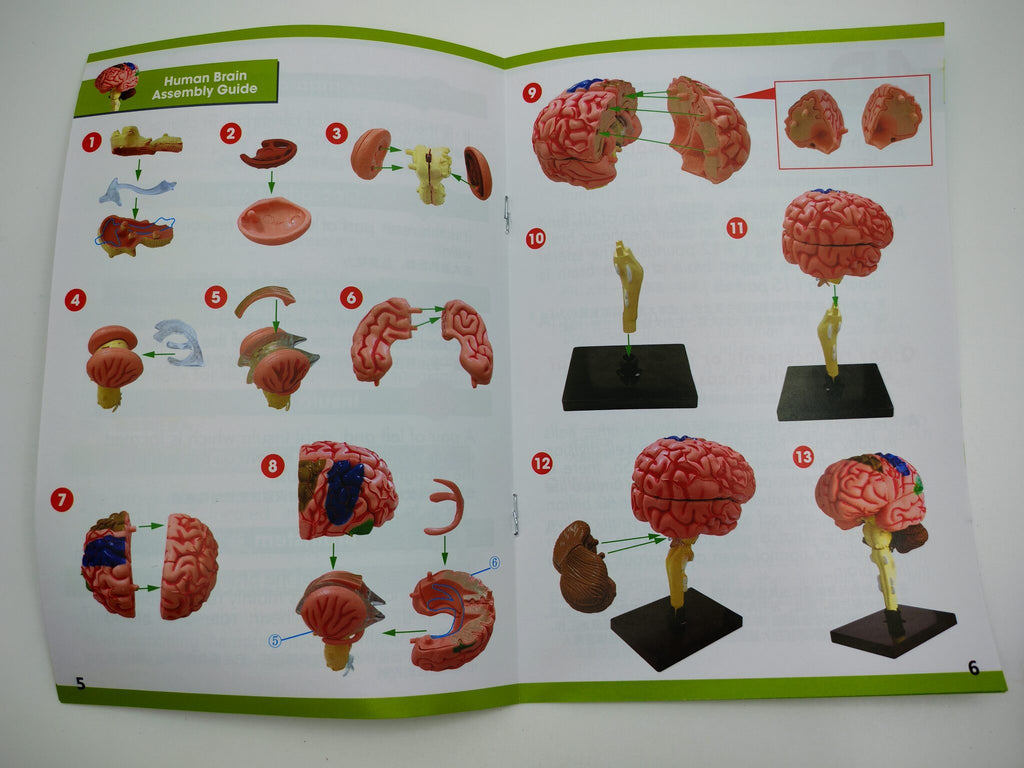 4D نموذج دماغ