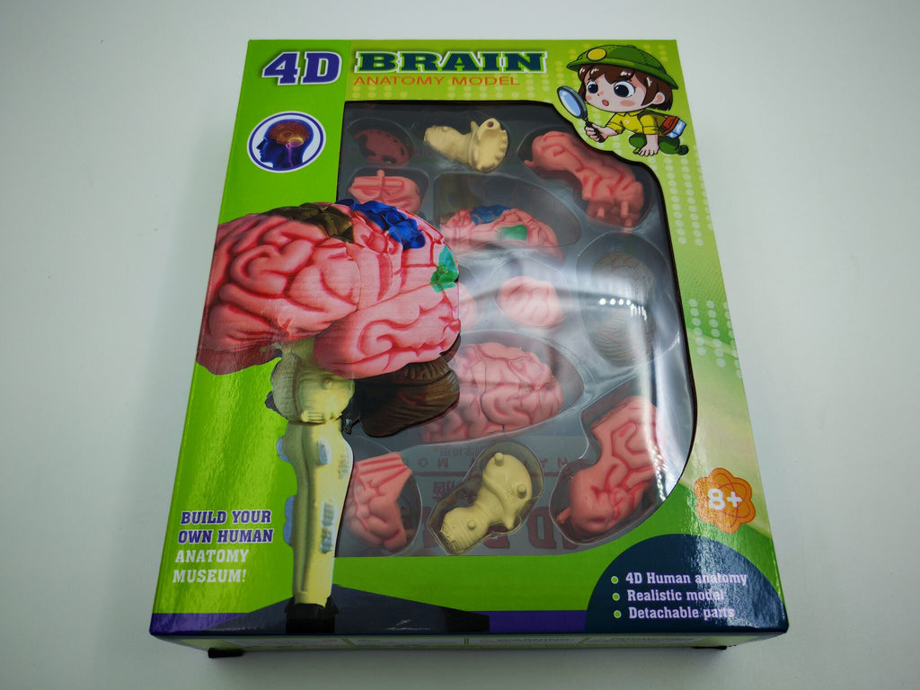4D نموذج دماغ