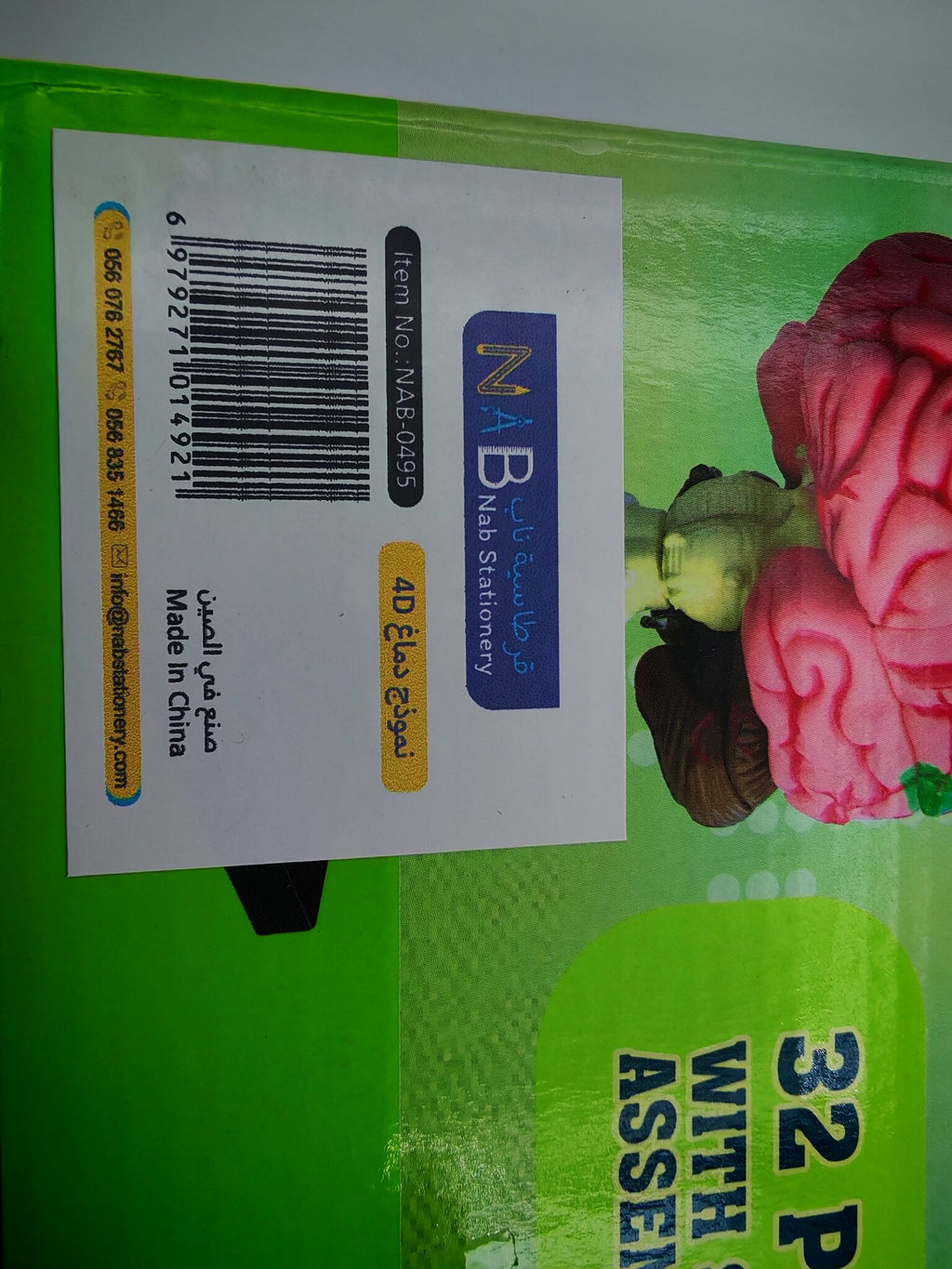 4D نموذج دماغ