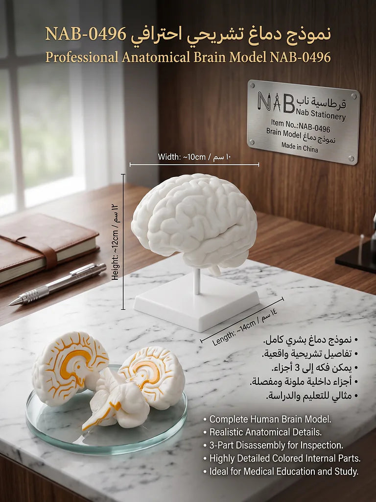 نموذج دماغ