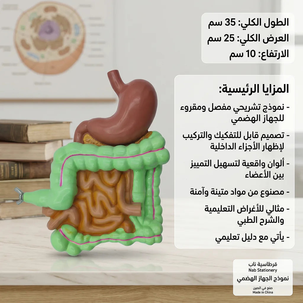 نموذج الجهاز الهضمي
